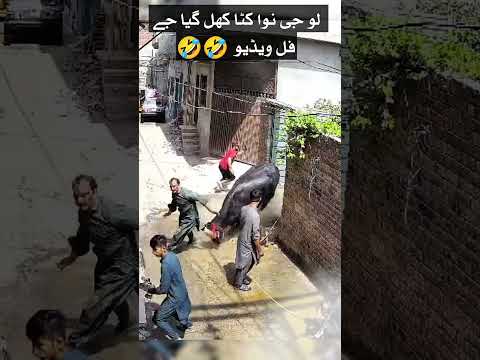 Bull Ne Sab Ki Band Baja Di Final Part #funny #viralvideo #funnyvideo #foryou #shorts #comedy #cow