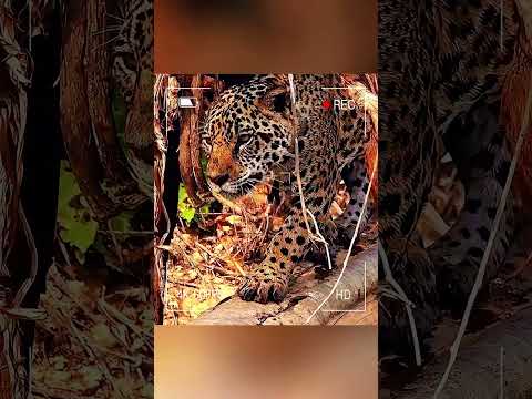 Leopardo salvó la vida del león #curiosidadesanimales #animales #animalesalvajes #wildlife #animals