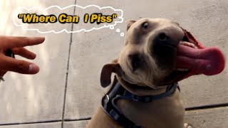 *Dog Party * HUGE PITBULL Inside My Backyard!