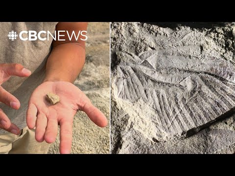 YouTube video thumbnail: How Researchers Discovered Canada’s 1st Dinosaur-Era Dragonfly Fossil
