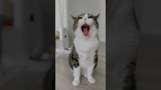 ОПЯТЬ ВСЁ В ШЕРСТИ! 🥵 АЛЯСКЕ ВЛЕТИТ?! #котики