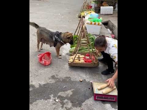 High IQ dog helps owner to buy food