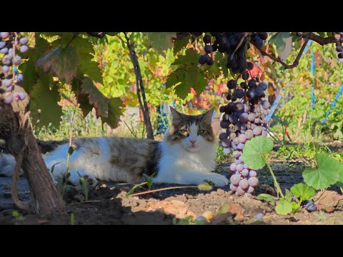 Relaxing Cat Video 316