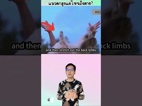 แมวตกจากที่สูงแค่ไหนถึงตาย#ทดลอง#วิทยาศาสตร์#แมวตกตึก