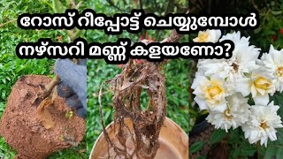 How to repot rose bought from nursery   (റോസുകൾ റീപ്പോട്ട് ചെയ്യുമ്പോൾ നഴ്‌സറി മണ്ണ് കളയണോ? )