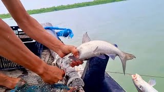 মাত্র দেড়শো বড়শিতে পঁচিশ কেজি চরগোদা মাছ পেলাম । Sundarban fishing । fishing video
