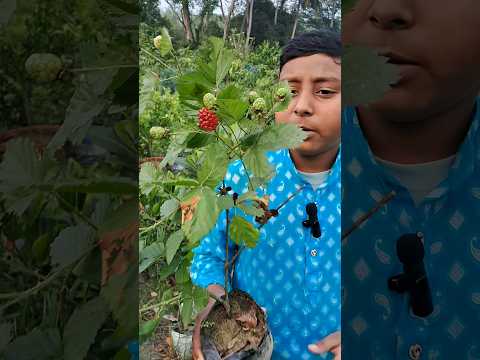 ফলসহ ব্ল্যাকবেরি গাছ। #shorts