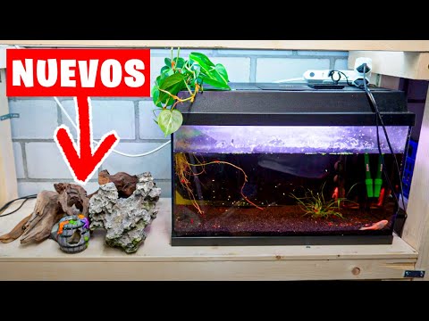 DECORANDO MI ACUARIO DE 50L CON TRONCOS, ROCAS Y CUEVAS NATURALES