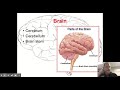 Nervous System Functions and Structures