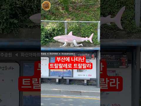 부산에 나타난 트랄랄레로 트랄랄라