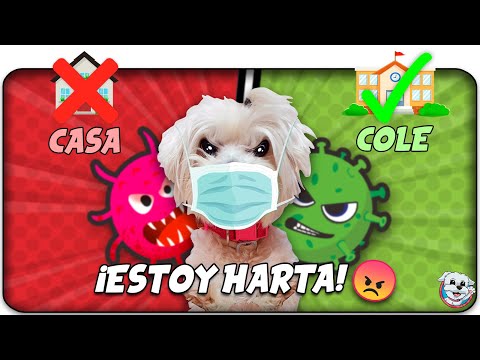 Mi PERRO está HARTO de la CUARENTENA!😡 ¡Vuelta al COLE!😃✏️ Anima Dogs