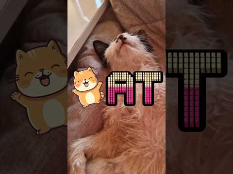 내 고양이가 죽었다 ㅠㅠ