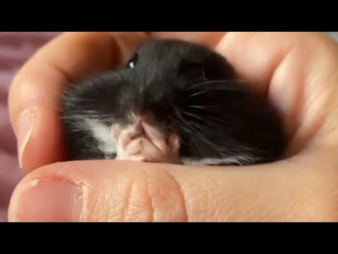 cutest animal and beautiful moment #animal