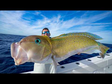 GIANT Mud Fish in 800ft of water! Catch Clean Cook (Golden Tilefish)