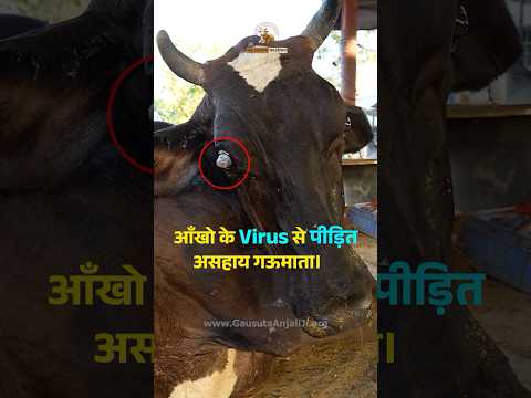 Cow suffering from Eye Virus | Helpless #cow #rescue #animals #fyp #fypシ #shorts