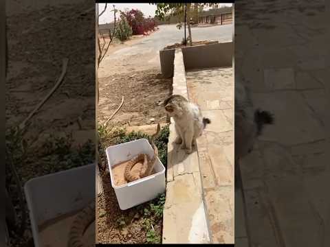 Cat vs snake || funny fight video #shorts #shortvideo #cat