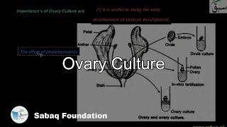Ovary Culture