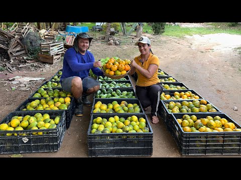 As melhores tangerinas do mercado produzindo no meu sítio, Ajudando meu marido na colheita do dia