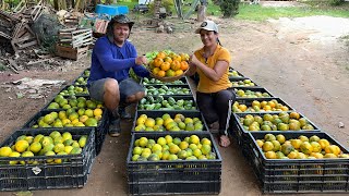 As melhores tangerinas do mercado produzindo no meu sítio, Ajudando meu marido na colheita do dia