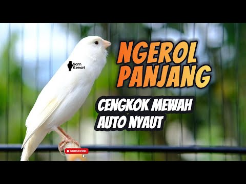 Kenari Gacor Seharian Pakai Pancingan Ini! Masteran Ampuh Bikin Burung Makin Fighter! live