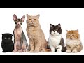 Selecting the Smallest Cat
