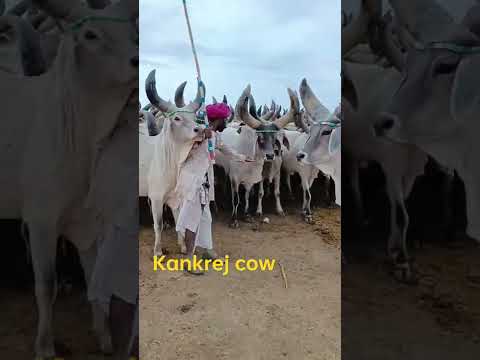 kankrej cow. #kankrejcow #trending