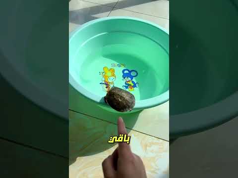 ظنّت أنها حلوى… لكنها كانت سلحفاة حقيقية! 🐢🍬😂