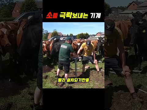 소들 극락보내는 기계