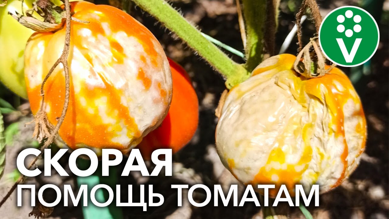 Все любители томатов должны увидеть эти фотографии! Частые болезни томатов на фото подписчиков