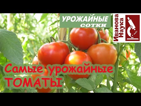 Какие томаты самые урожайные? Это и перцев касается, и баклажанов, и всех других растений!