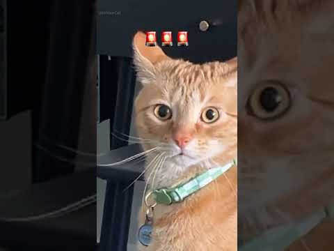🐱 #cat #kitten #cutecat #cute #funnycats #funny #shorts