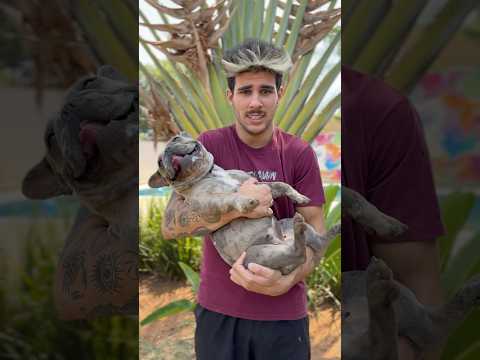 ESSA CACHORRA AMA BALÕES!🎈 *Peirano