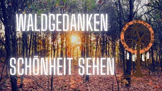 Waldgedanken Schönheit sehen