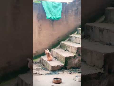 Try Not To Laugh Cats And Dogs Videos 😁 - Best Funniest Animals Video 2024 #2