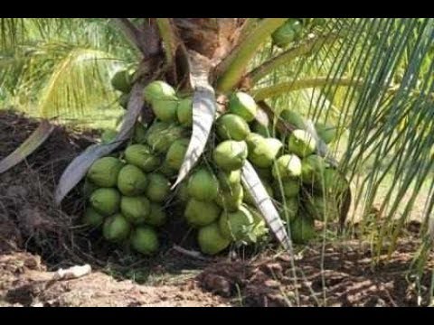 incrivel faça seu coqueiro produzir até 200 cocos por pé com essa técnica.