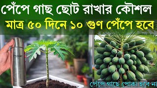 পেঁপে গাছ ছোট রাখার কৌশল - মাত্র ৫০ দিনে ১০ গুণ পেঁপে হবে - পেঁপে চাষ পদ্ধতি