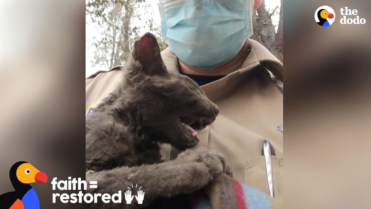 Guy Rescues Kitten From Wildfire Faith = Restored