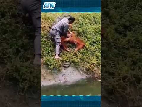 Daring Rescue: Zookeeper Saves Drowning Monkey's Life! 🐒🦸‍♂️