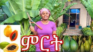 የ እስራኤል  አቮካዶ  ቡና። ፓፓያ  ምርቶች 