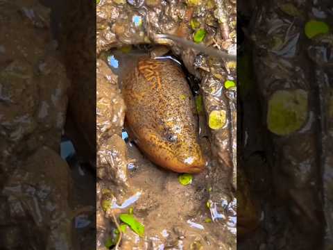 Trik mancing belut pakai tusuk gigi #beranda #belut #mancingbelut