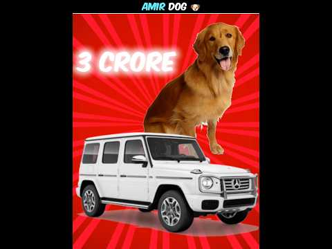 * AMBANI DOG *