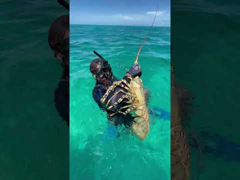 Hand Grabbing this GIANT LOBSTER! #shorts