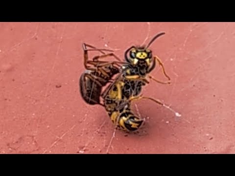 Spider Catches Wasp & Rips it in Half | World Wild Web