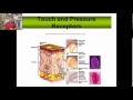 Sensory Receptors and Pain Perception