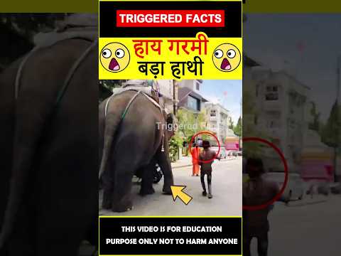 Man helping elephant on road #factsinhindi 😲😲 #amazingfacts #triggeredfacts #shorts