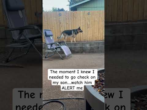 German shepherd ALERTS to DANGER #germanshepherd #germanshepherdpuppy #gsd #reels #reelsinstagram