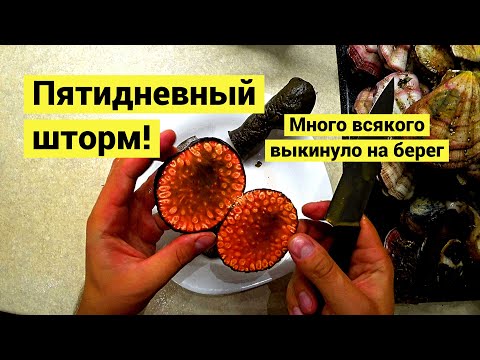 Пошел собирать на пятый день шторма! Краб, гуидак, криптохитон и гребешок свифта! // (Eng Subs)