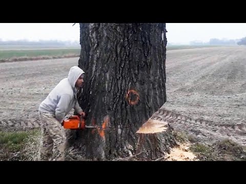 Fastest Masterful Tree Felling, Huge Trees Down in Minutes | Expert Lumberjack Skills