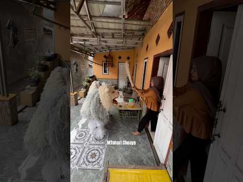 Bocil ff dikejar can macanan ibunya ngamuk bawa pedang