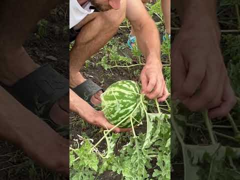 Ви теж так обираєте кавуна на городі? #shortvideo #garden #comedy #fruit #watermelon